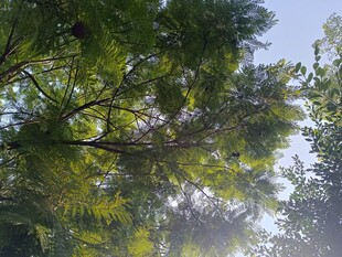 阳光透过枝叶的绿意瞬间