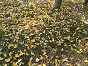 秋日落叶铺满地