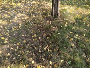 树下落叶铺就秋日美景