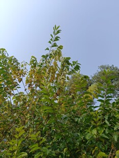 绿意盎然的繁茂树林