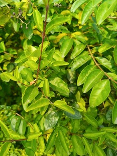 翠绿繁茂的植物叶片