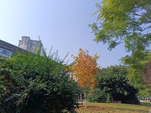 秋日校园绿植景观