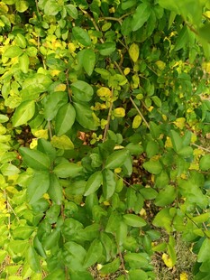 绿叶丛中的黄色小花