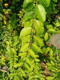 翠绿繁茂的叶片植物景观