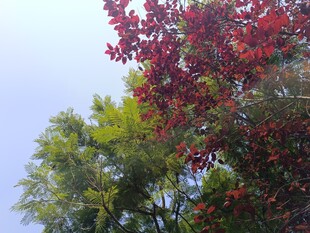 红绿叶树映衬蓝天