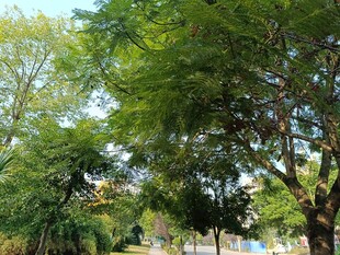 夏日葱郁树林景观