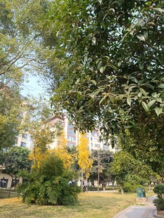 秋日公园绿意盎然景致