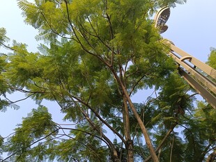 起重机在绿树间作业