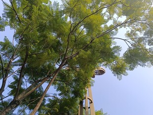 仰视绿树蓝天的清新景象