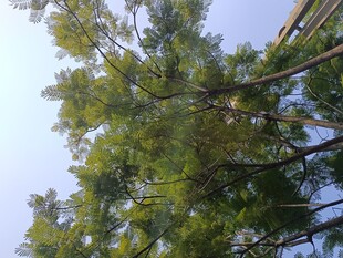 仰视茂密树林绿意盎然