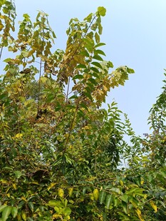 绿叶繁茂的树木