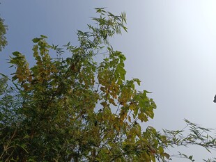 蓝天映衬下的繁茂枝叶