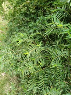 茂密翠绿的蕨类植物