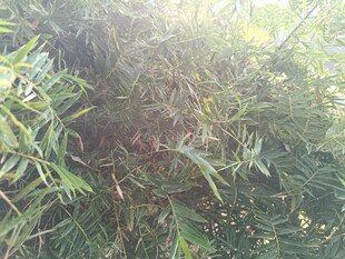 茂密绿植中的隐藏景象