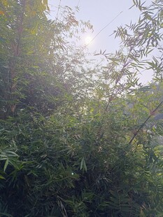 阳光照耀下的茂密竹林