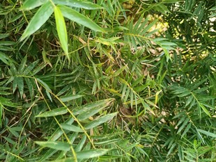 翠绿竹叶丛生景象