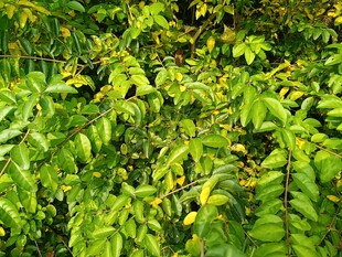 翠绿繁茂的树叶景观