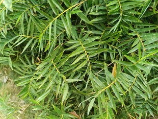 翠绿的植物枝叶