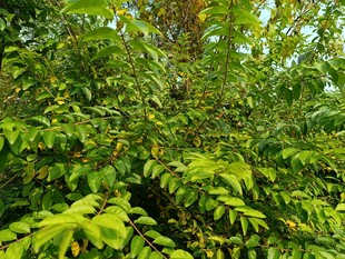 茂密翠绿的植物景观