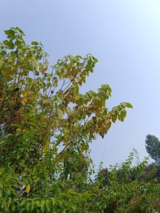 绿叶繁茂的树木景观