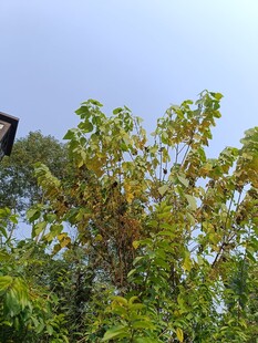 绿叶蓝天间的树梢景致