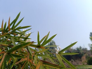 翠绿竹叶与蓝天相映