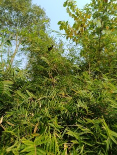 茂密绿植景观