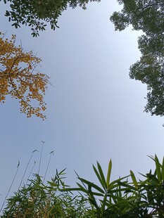 仰视蓝天与繁茂植物
