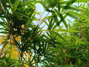 翠绿竹叶间的自然景致