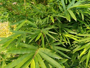 翠绿繁茂的热带植物叶片