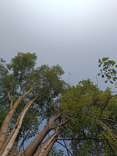 高大树木与阴沉天空