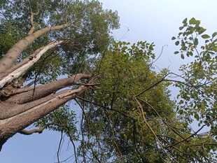粗壮树木枝叶繁茂景象