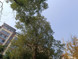 绿树掩映下的建筑