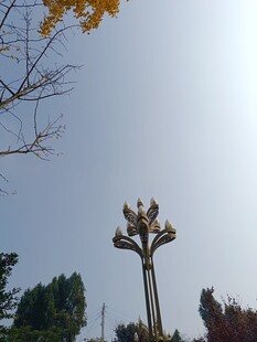 秋日路灯下的树木景致