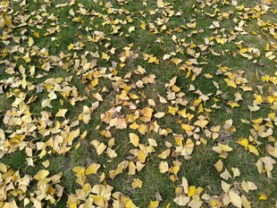 秋日草地落满金黄树叶