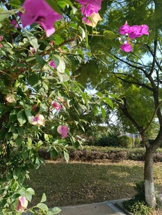 繁花绿树装点的美丽景致
