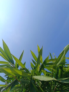 阳光下的翠绿竹叶