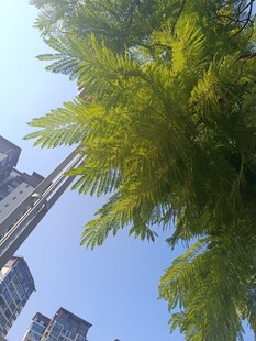 蓝天绿树间的城市景致