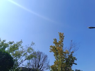 蓝天绿树间的清新景致