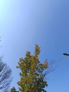 蓝天映衬下的黄绿树木