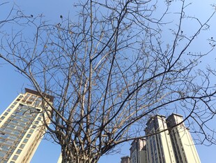 冬日枯树与高楼景象