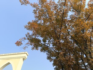 秋日树影与建筑轮廓