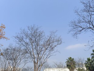 冬日枯树蓝天景致