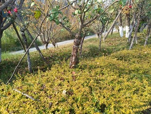 秋日园林中的多彩植物景观