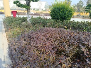 路边紫叶灌木景观