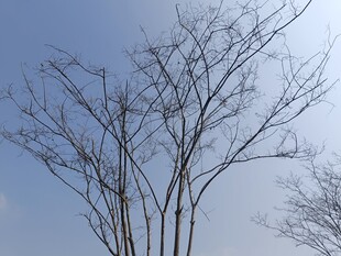 蓝天映衬下的光秃树木