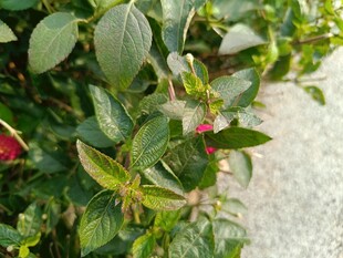 绿叶间的红色果实