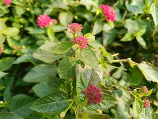 绿叶间的娇艳粉色花朵