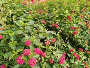 繁花似锦的艳丽花丛