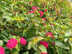 艳丽花丛绽放迷人色彩